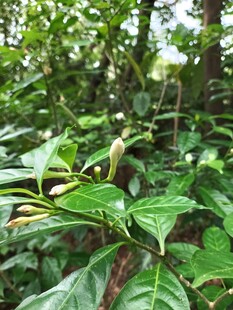 茂密丛林中的翠绿植物