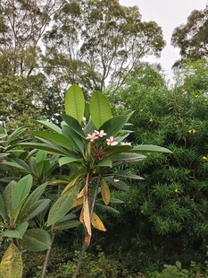 鸡蛋花 