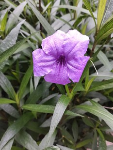 翠芦莉