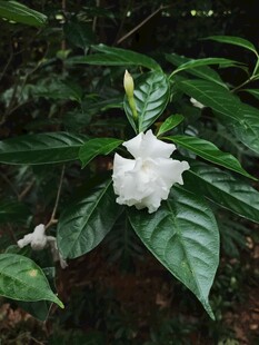 绿叶间绽放的洁白花朵
