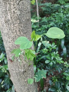 树干旁的嫩绿植物