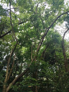 茂密树林绿意盎然