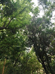 茂密树林绿意盎然
