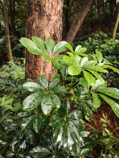 丛林中的翠绿植物