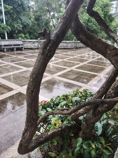 雨中弯折的树枝与绿植