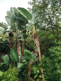 繁茂绿植