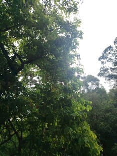 阳光洒落茂密树林景象