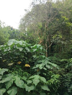 茂密丛林中的繁茂绿植