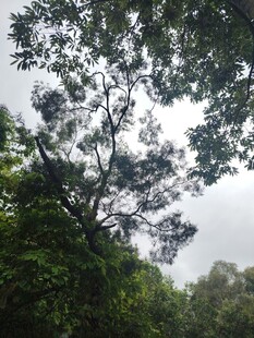 茂密树林中的树冠景观