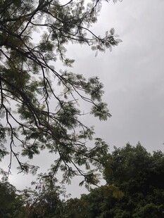 阴天中的繁茂树枝