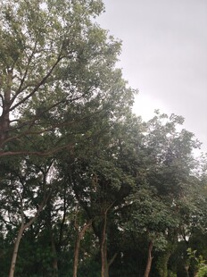 茂密树林中的高大树木