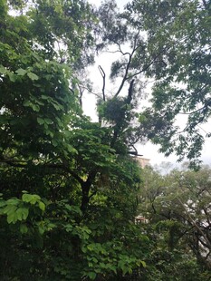 茂密树林中的繁茂枝叶
