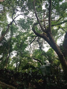 茂密丛林中的繁茂树冠