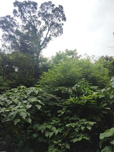 茂密丛林中的繁茂绿植