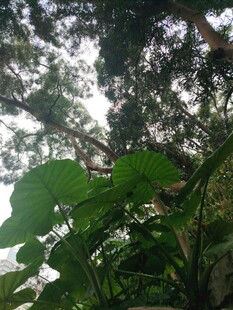 茂密丛林中的繁茂绿植