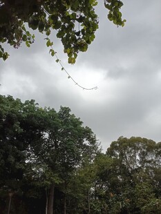 林间天空