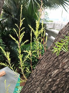 树干旁的嫩绿植物