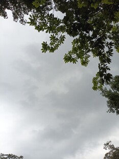 枝叶间的灰蒙天空