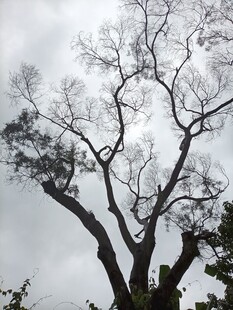 枯树挺立在灰白天空下