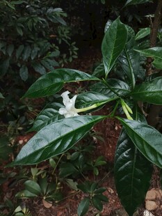 绿叶间绽放的白色花朵