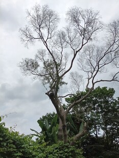 枯树立于繁茂绿植间