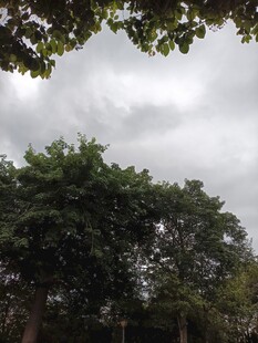 绿树成荫的户外景致