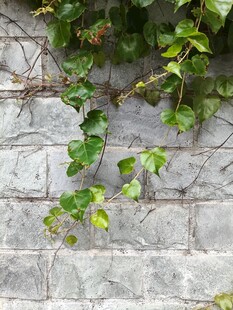 石墙上攀爬的翠绿藤蔓