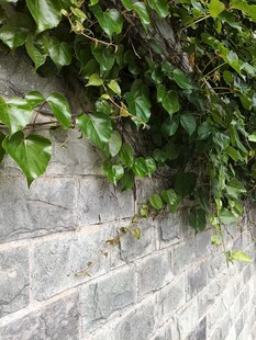砖墙爬满翠绿常春藤