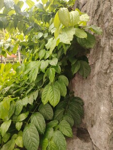 石墙上的翠绿爬藤植物