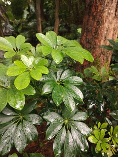 林间翠绿斑斓的植物景观
