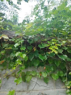 绿叶爬满的斑驳旧墙