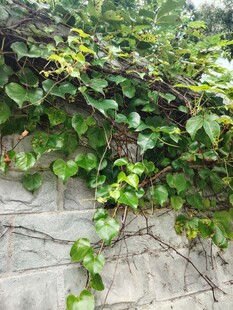 石墙上的翠绿藤蔓植物