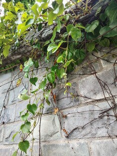 藤蔓攀爬石墙绿意盎然