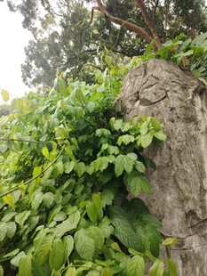 石上蔓生绿植的自然景致