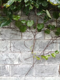 石墙上的翠绿藤蔓植物