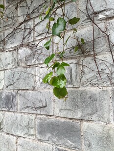 藤蔓攀附砖墙绿意初显