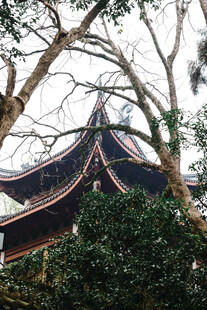 中式古建隐于繁茂树木间