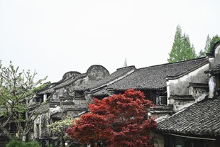 古村红枫伴瓦屋