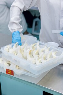 工人进行食品分拣操作