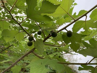 构树