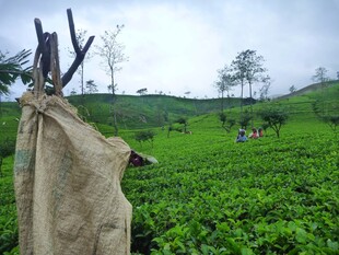 茶园中的质朴场景
