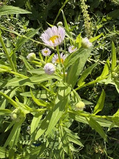 野外绽放的美丽紫色小花