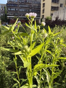户外生长的绿色花草植物