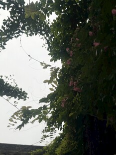 绿叶繁花间的自然景致