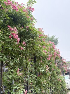 蔷薇攀爬围栏绽放美景