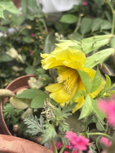 多彩盆栽花卉绽放