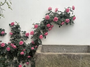 墙边绽放的粉色蔷薇花