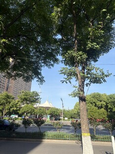 城市街边绿树景致