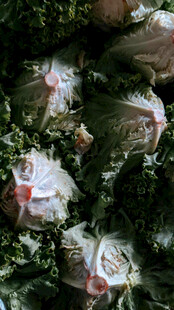 绿叶丛中的娇艳白玫瑰