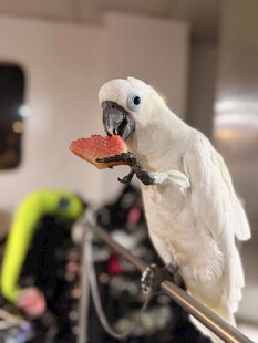 鹦鹉